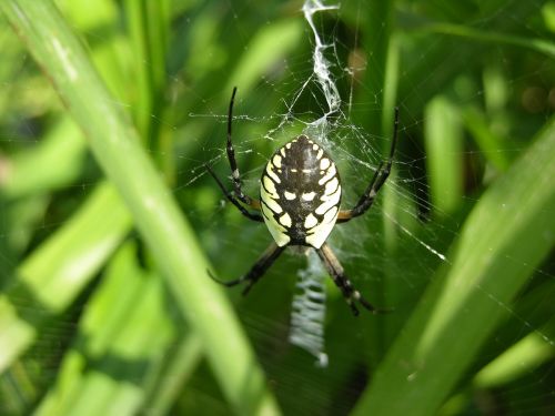 garden spider spider web