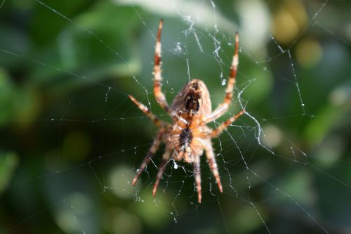 garden spider web garden