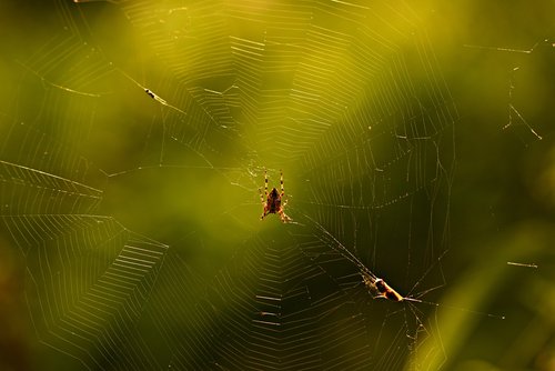 garden spider  cobweb  arachnid