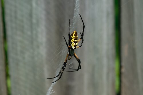 garden spider  spider  web