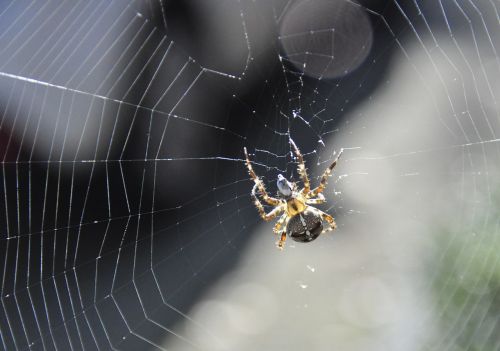 garden spider spin garden