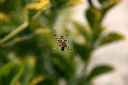garden spider spin cobweb