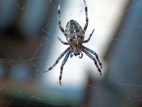 garden spider spider nature