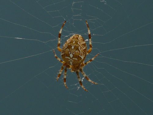 garden spider spider araneus diadematus