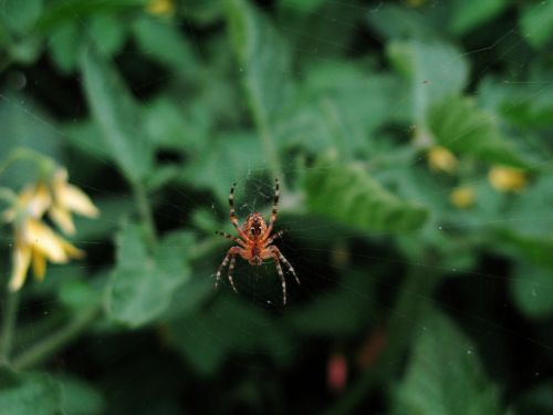 Garden Spider In Web