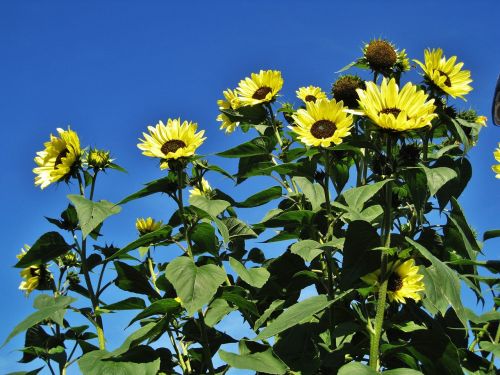 garden sunflowers blue sky flowers