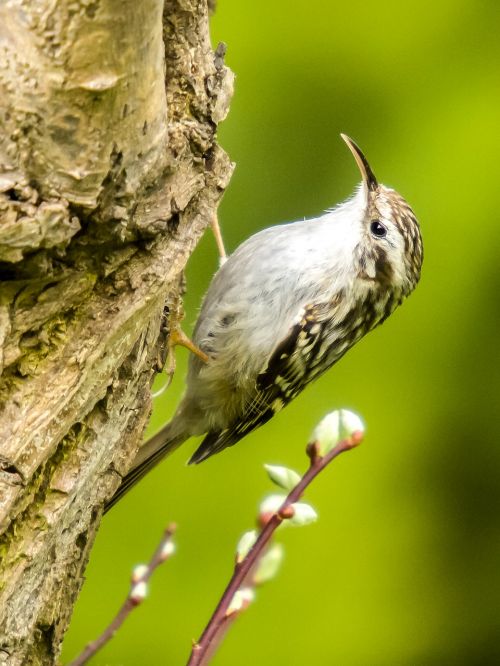 garden tree runner tree runner bird