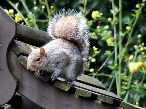 Garden Visitor