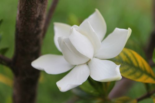 gardenia flower white