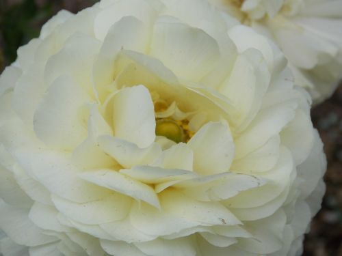 gardenia flower flora