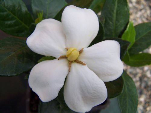 gardenia jasminoides of kleim hardy