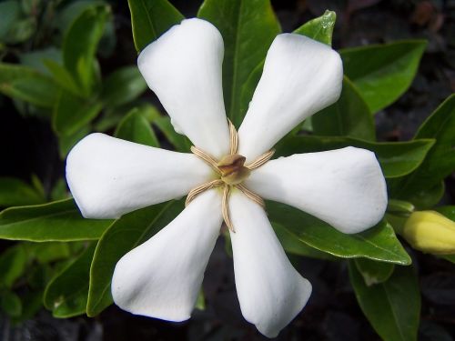 gardenia flower white