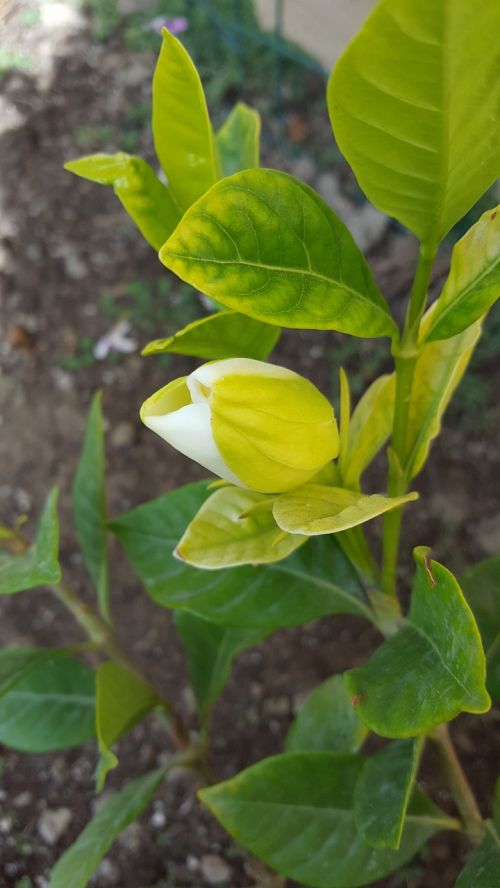 gardenia flower flower bud