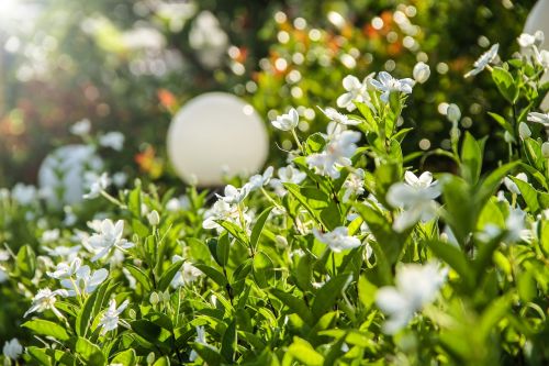 gardenia flower white