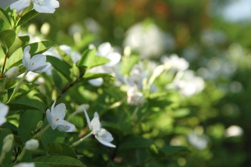 gardenia flower white