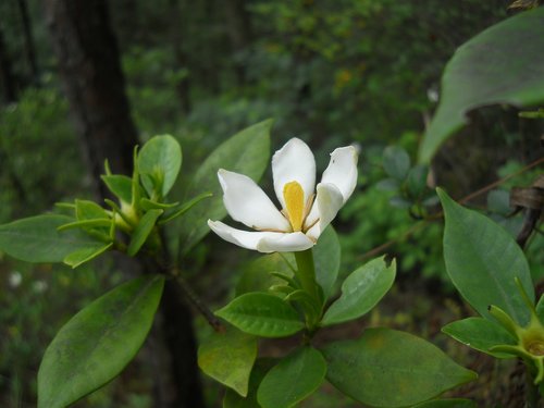 gardenia  flower  plant