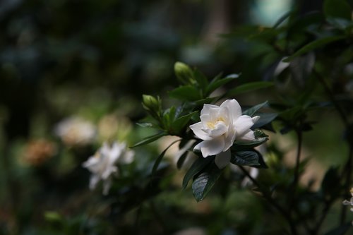 gardenia  nature  plants