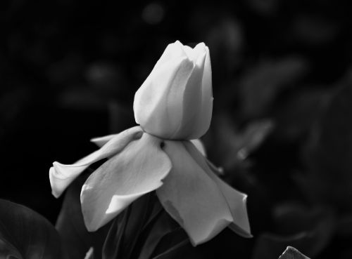 Gardenia Bud In Black And White