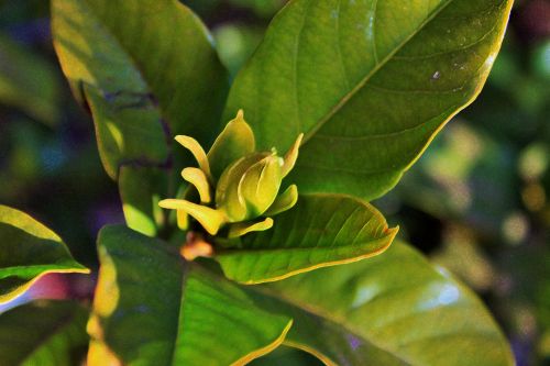 Gardenia Bud