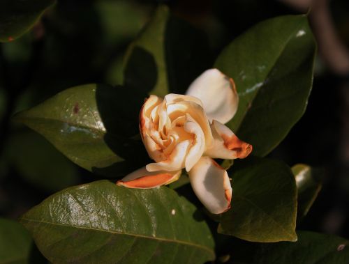 Gardenia With Browning Edges