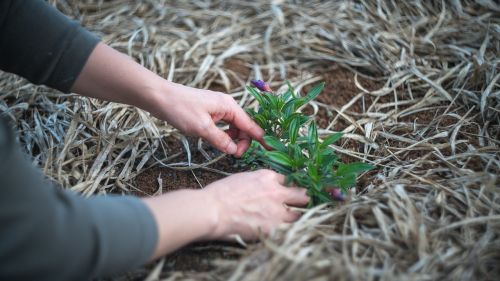 gardening plant garden