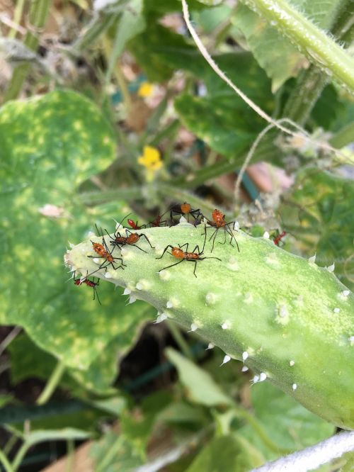gardening bugs pests