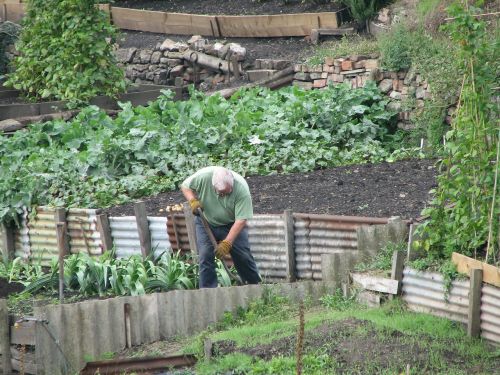 gardening gardener vegetables