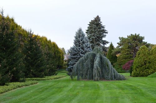 gardens greenery trees