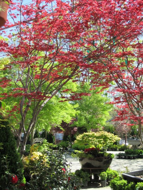 gardens trees autumn