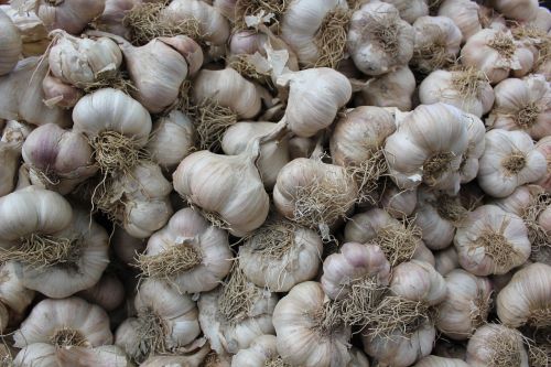 garlic texture background