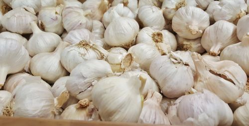 garlic bulb bulbous