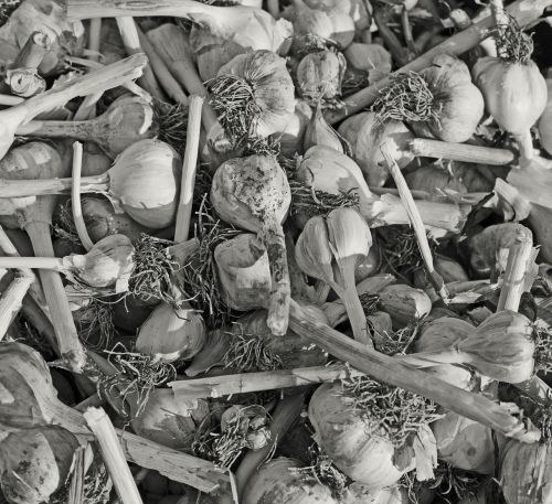 garlic sw black and white