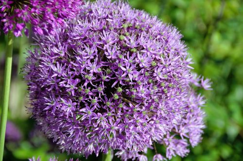 garlic sphere violet