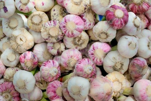 garlic fresh herb