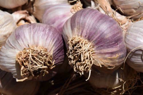 garlic heads of garlic tubers