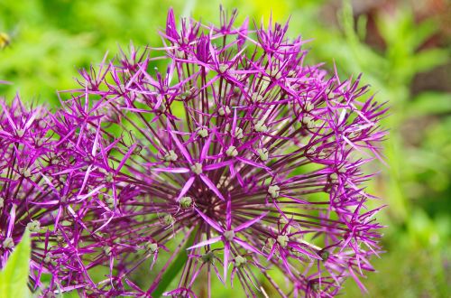 garlic purple flower spring