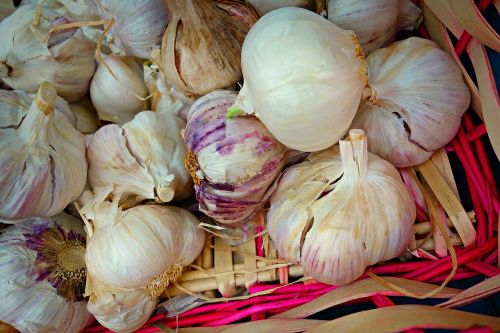 garlic bulb onion