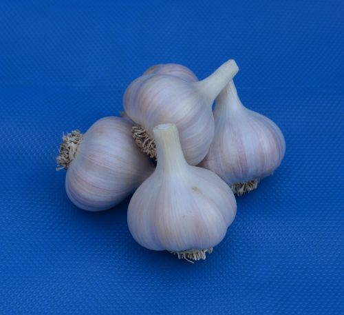 garlic bulb white