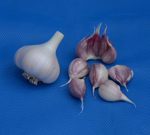 garlic bulb clove