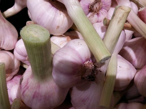 garlic tuber frisch