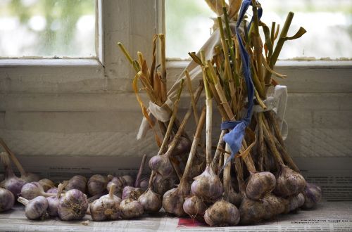 garlic comfort harvest