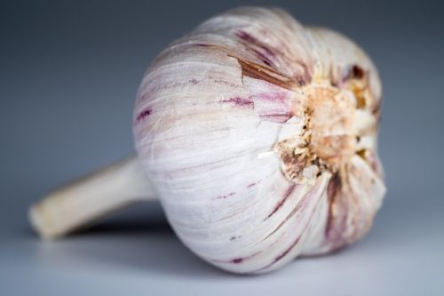 garlic food spices