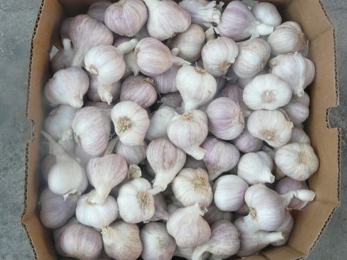 garlic healthy spice