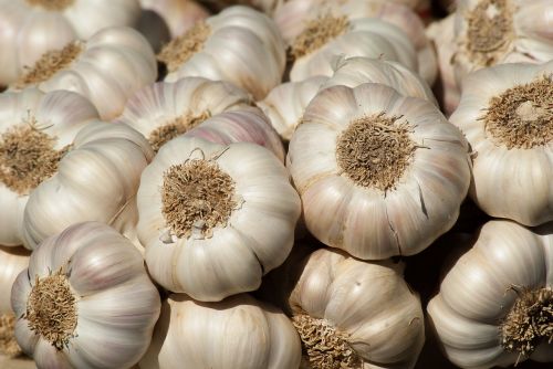 garlic vegetable garden garden