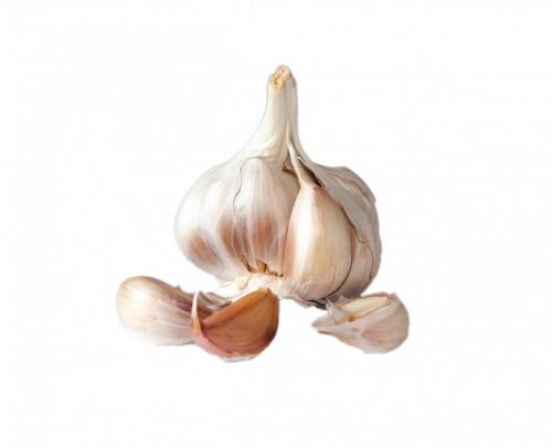 garlic bulb clove