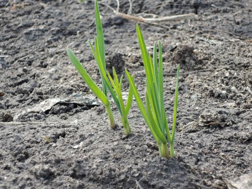 garlic greens vegetable garden