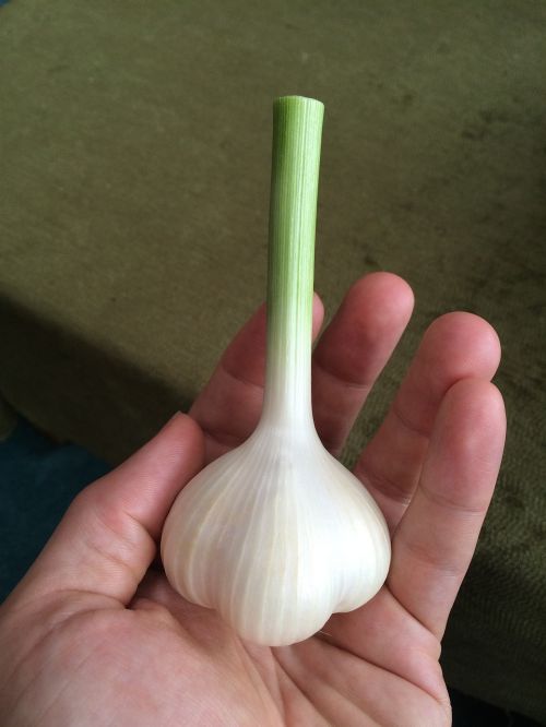 garlic bulb fresh