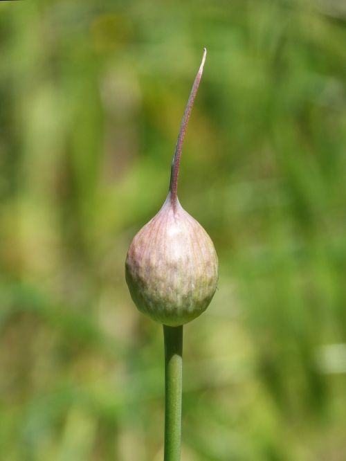 garlic garlic flower seeds