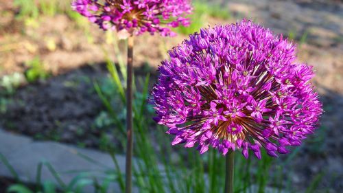 garlic blooms garlic główkowaty