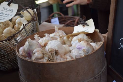 garlic sättlök autumn